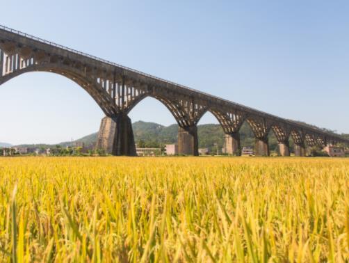 “共享稻田”在甯德(dé)開耕 探索城鄉文(wén)旅資源雙向流通